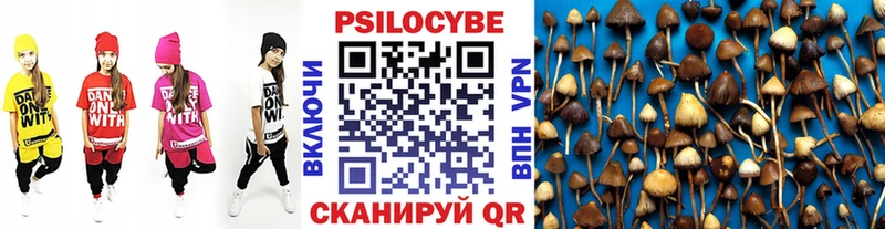 Галлюциногенные грибы Psilocybe  Курганинск 